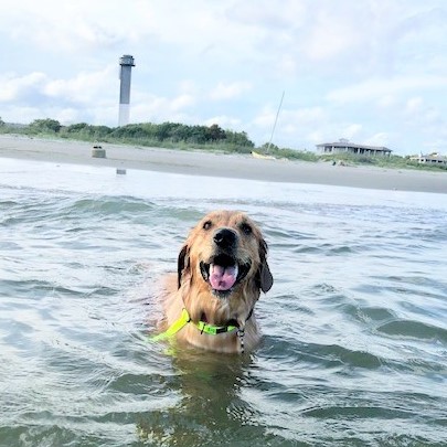 Dog Licenses | Town of Sullivan's Island Official Website